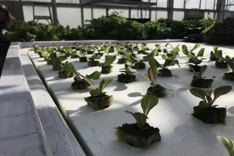 Undergraduates build Hydrofarm for sustainable agriculture