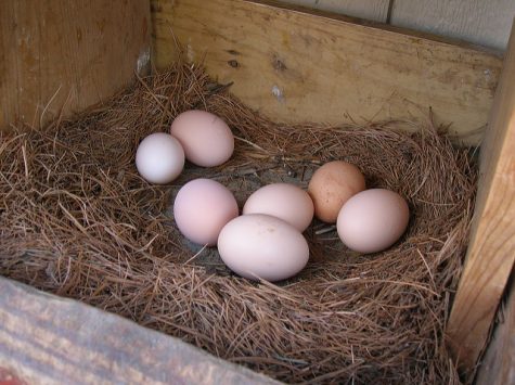 Question Three: The egg debate