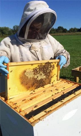 UMass apiary aims to save bees from extinction