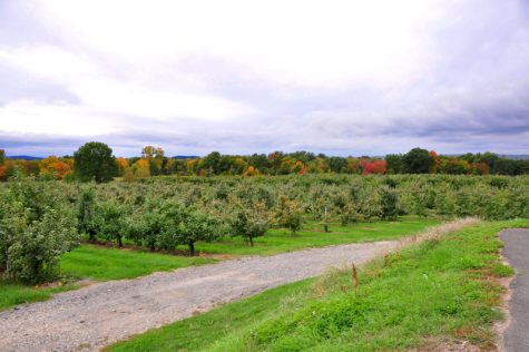 Cold Spring Orchard