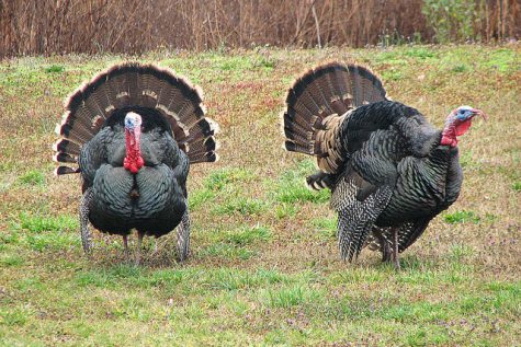Untraditional Thanksgiving traditions