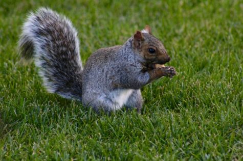 A squirrel nibbles on a snack given to it by Sue Dreyer, UMass employee. (Caeli Chesin)