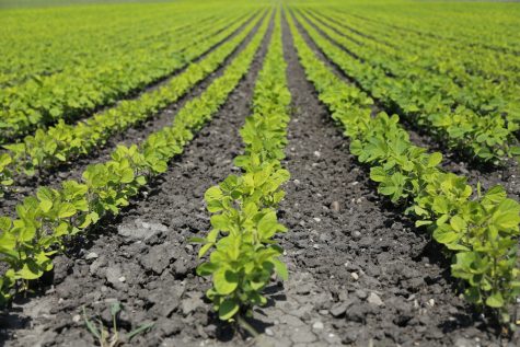 New generation of farmers encourage shopping local