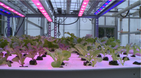 Just add water: Stockbridge students explore the future of farming