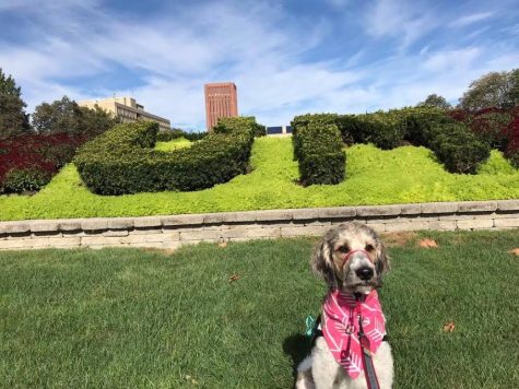 Don’t pet her, she’s working