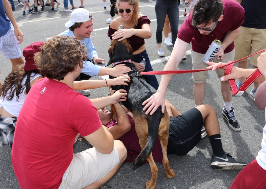 UMass students take a break from tailgating and play with a dog in Lot 11.
(Justin Risley/ Amherst Wire)