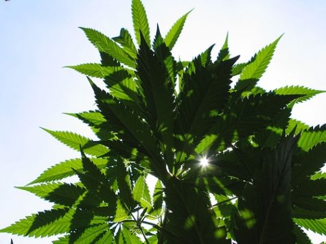 Pot for thought: marijuana’s impact on local food businesses