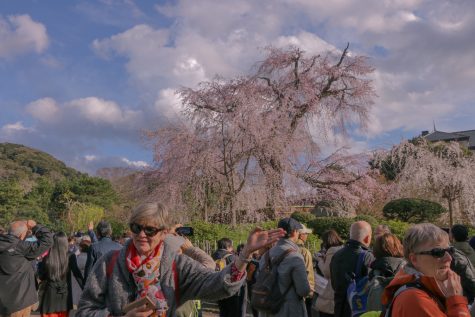 Kyoto Hanami: The blooming cherry blossoms of Kyoto, Japan