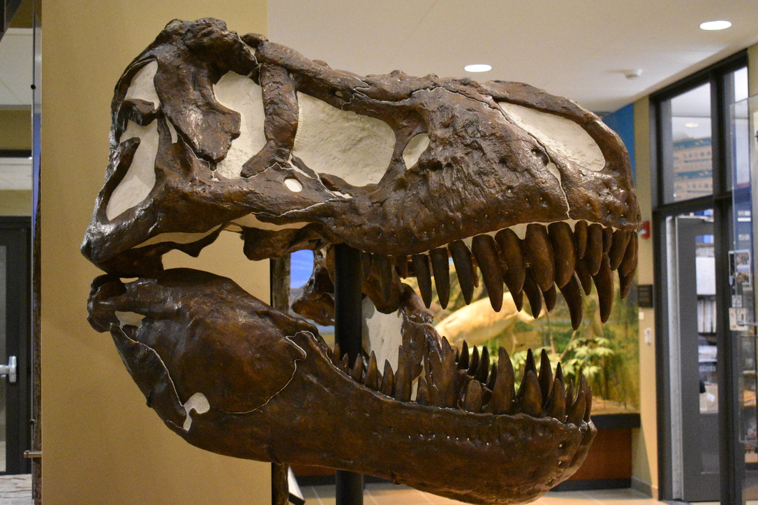dinosaur tracks museum