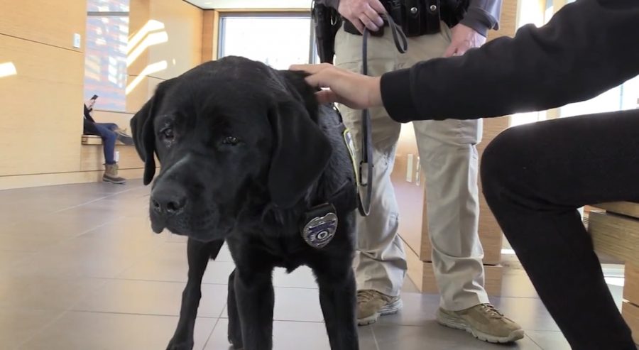 Meet Alec - the UMPD officer with four legs