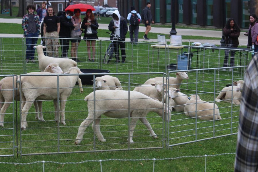 UMass students watching sheep graze the lawn between Isenberg and the Bromery Center. This sheep watching event was held by EweMass on April 26 and 27 to promote better land management in the UMass community.  Photo by Ethan Brayall-Brown