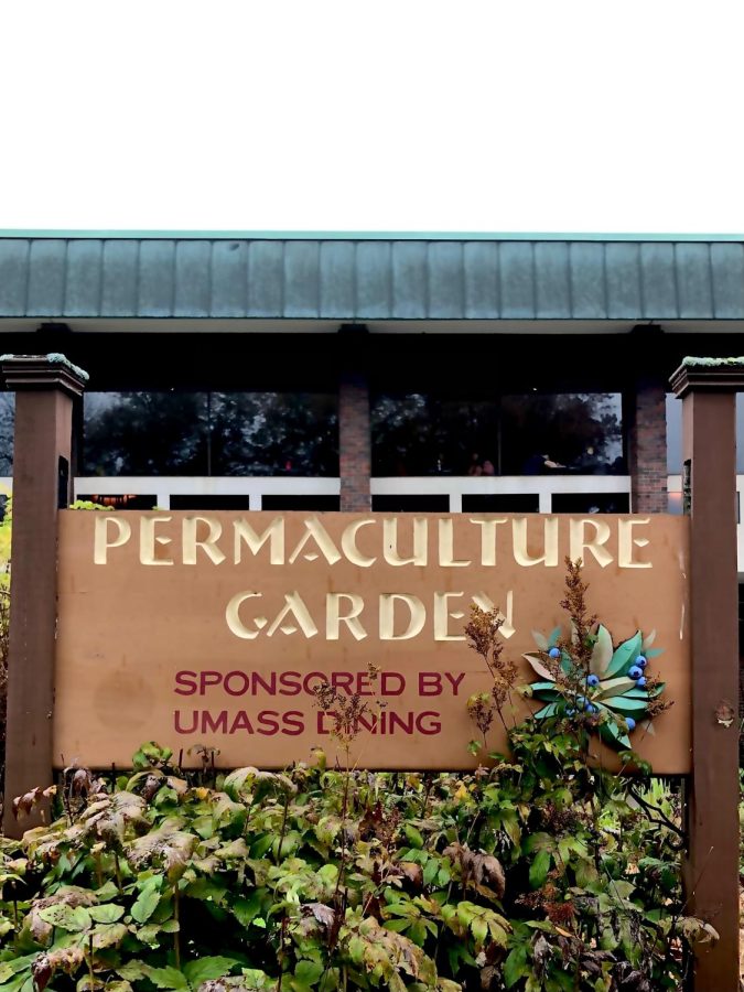 The UMass Permacultures Franklin garden currently grows over 300 species of plants.