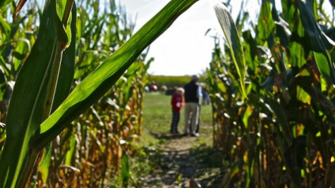 Top Five: Halloween activities in the Pioneer Valley